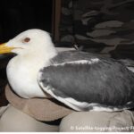 Part 02: Heuglin’s Gull (Larus heuglini)